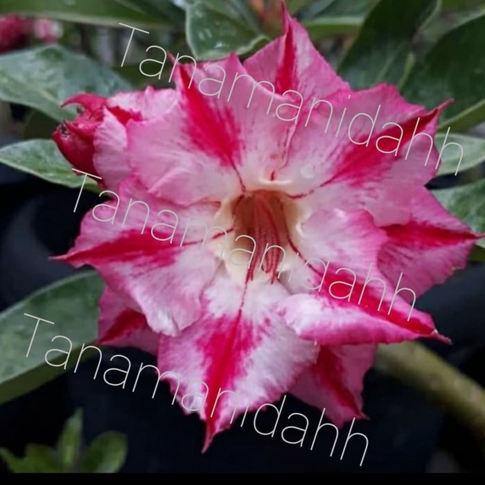 Bibit tanaman hias adenium Kamboja Jepang kawung varigata-adenium bunga tumpuk-obesum-kamboja jepang