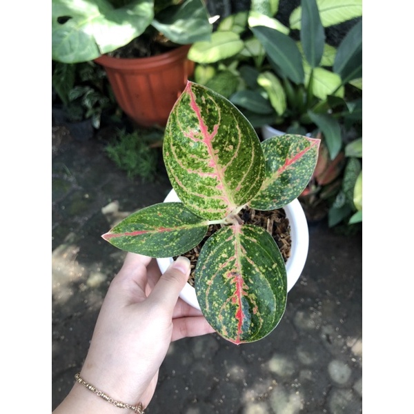 Aglaonema Ken Dedes