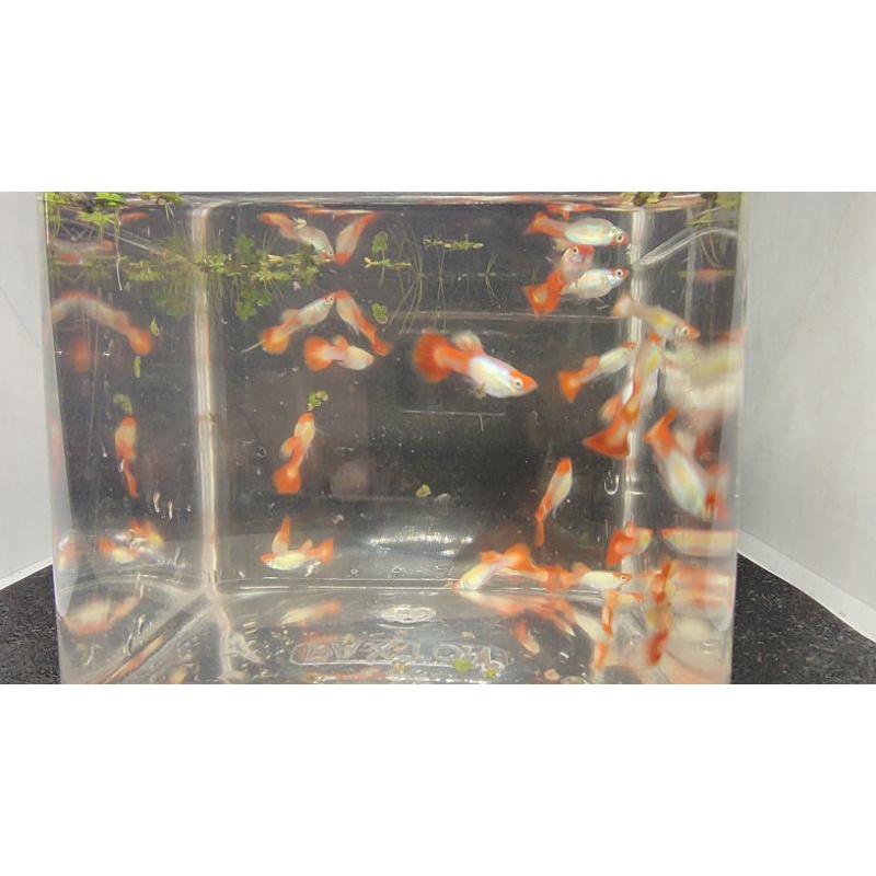 Ikan Guppy Koi Albino SS Kualitas Tinggi