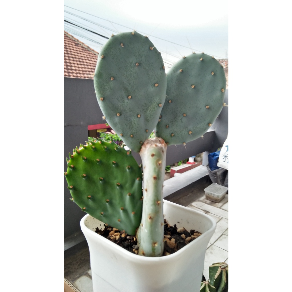 Kaktus Opuntia Robusta ( Blue Opuntia)