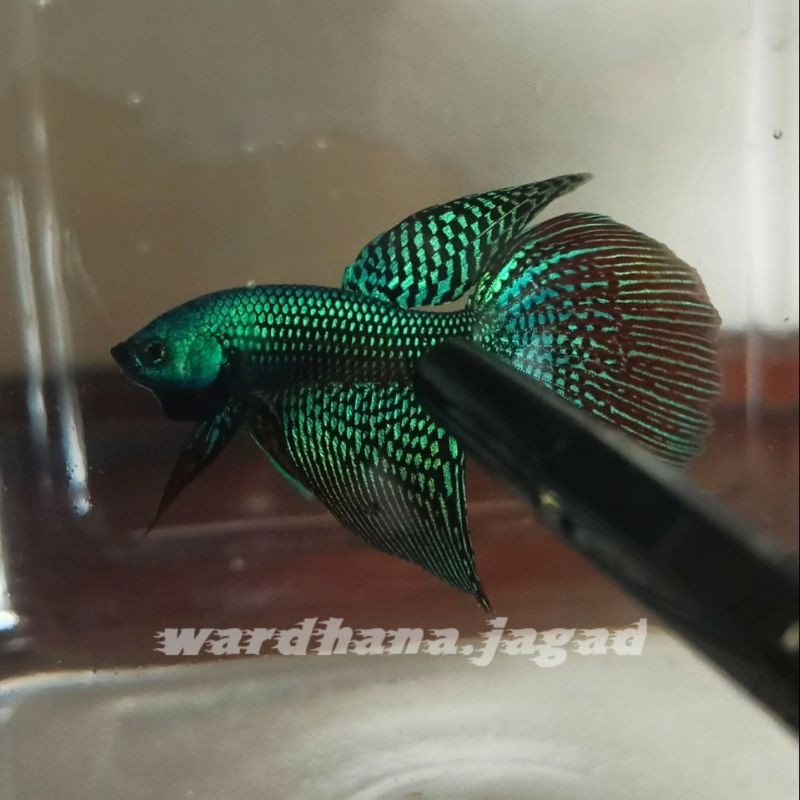 Alien Green Longfin / cupang alien Green Longfin / wild Betta alien