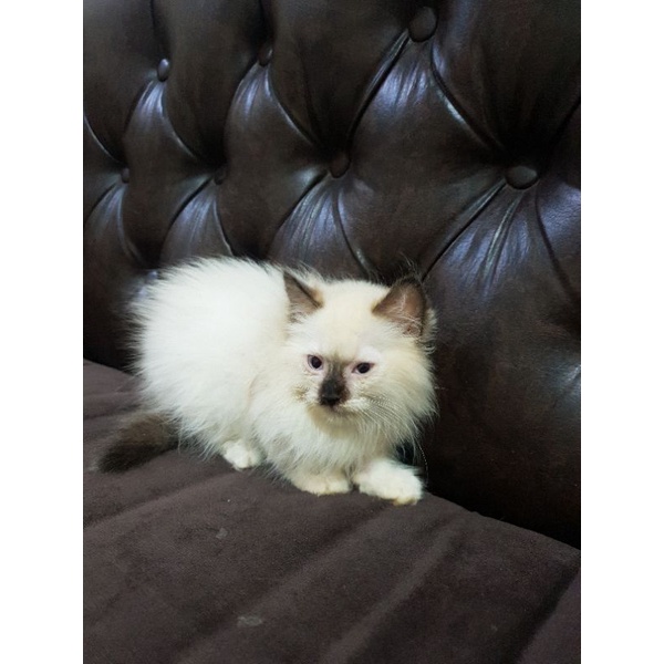 kucing persia himalaya mix ragdoll