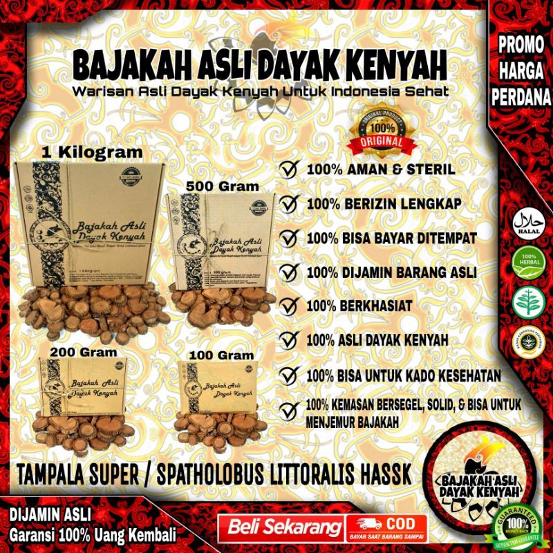 

AKAR BAJAKAH TAMPALA SUPER - BAJAKAH ASLI DAYAK KENYAH, OBAT Kanker Tumor ASLI (COD)