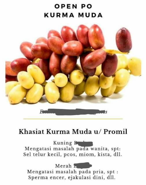 Kurma Muda Merah Hijau Dan Kuning Indonesia