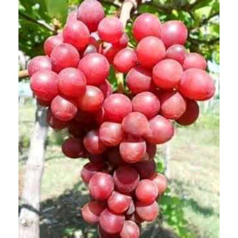 

Ready Bibit Anggur Merah jumbo