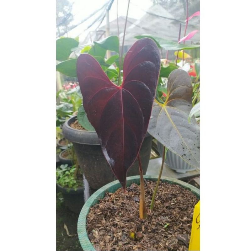 Tanaman hias Anthurium Modeanum (Beby)