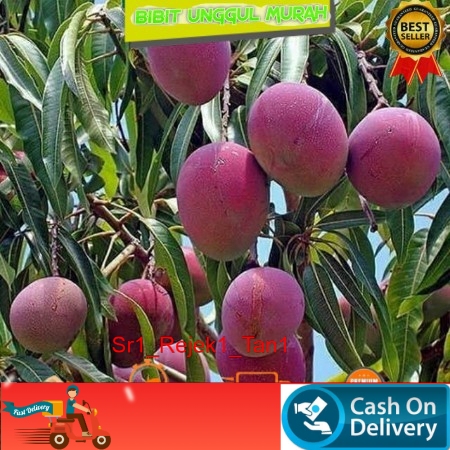 bibit buah mangga Irwin manis /mangga irwin unik okulasi