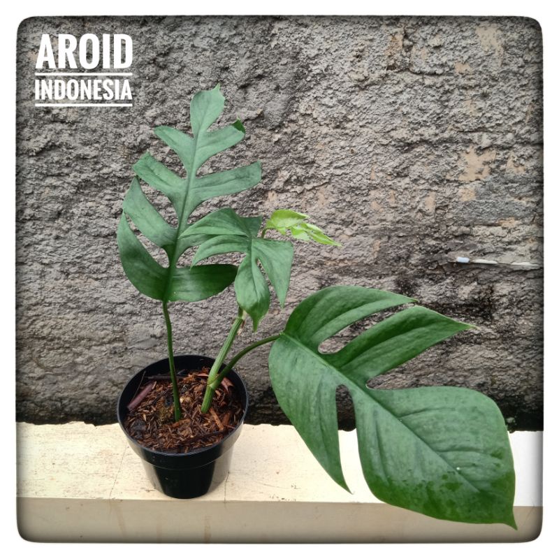 Epipremnum Cebublue Mature Form