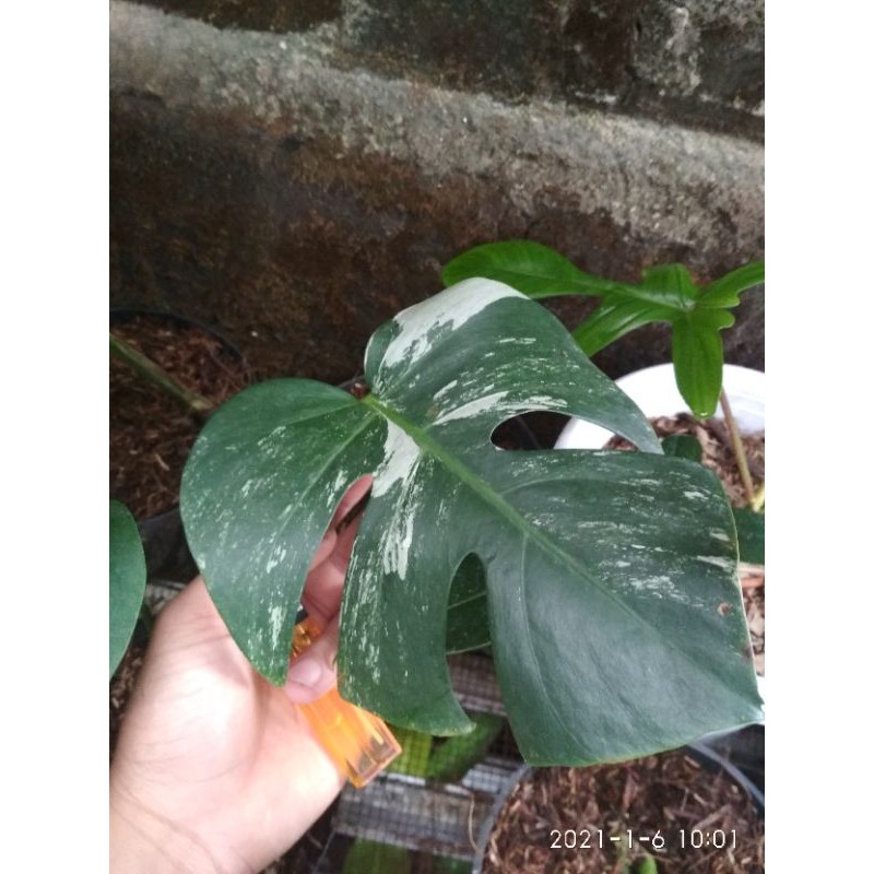 tanaman hias_monstera varigata-monvar-albo varigata