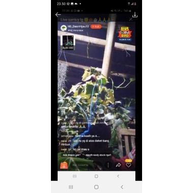 tanaman hias ivy daun tebal