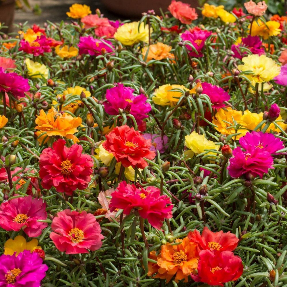 PlantaSeed - 50 Seeds - Portulaca Double Mix Biji Bunga - PAS0229