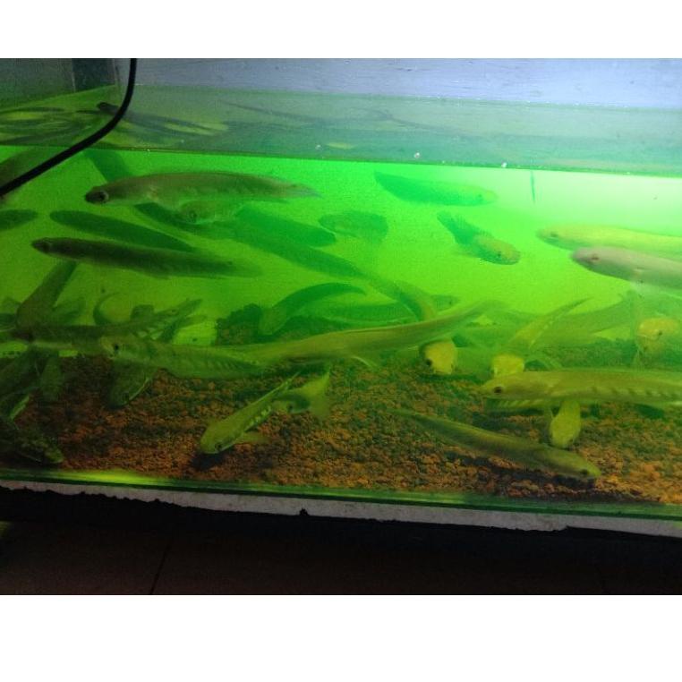 Grosiran Murah ikan channa maru yellow sentarum