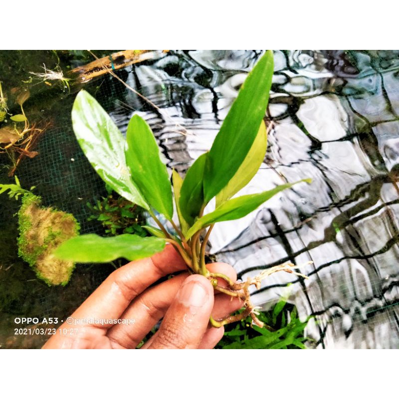 Anubias sp super mini -Tanaman hias AQuascape/ Aquarium