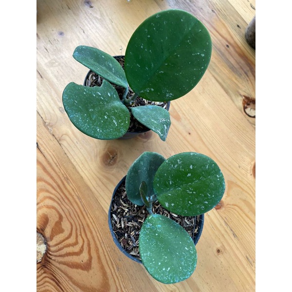 Hoya Obovata Splash