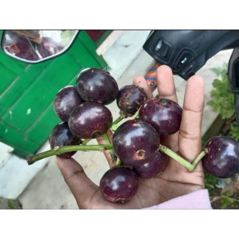 

buah gowok atau kupa langka 1kg