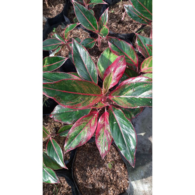 paket 10 aglomema siam aurora