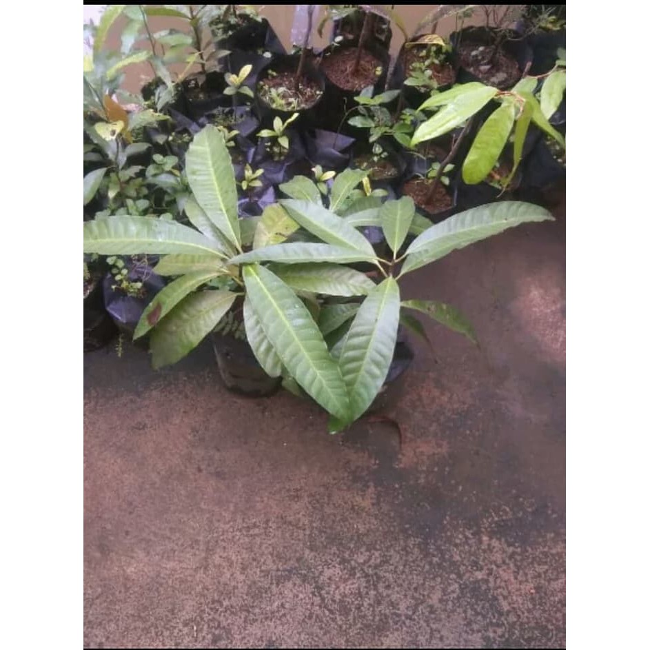 Bibit pohon gowok / buah kupa