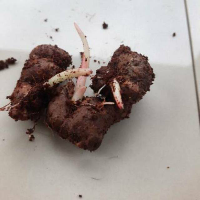 KUNYIT HITAM  RIMPANG UMBI KUNYIT HITAM ASLI