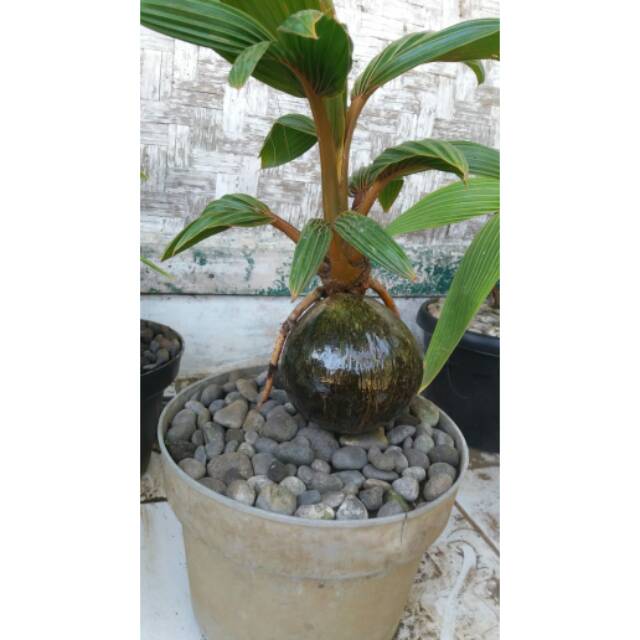 Bonsai kelapa minion
