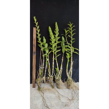 Dendrobium keriting no id dewasa jumbo 1meteran
