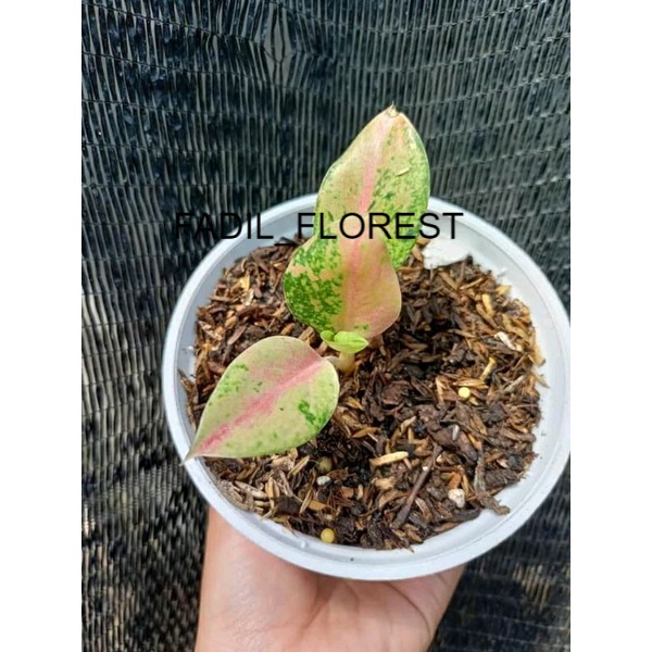 Aglonema Emerald Baby/anakan SEED_AGLONEMA