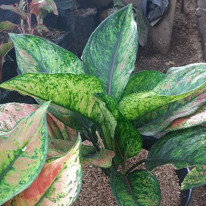 tanaman aglaonema hengheng jumbo