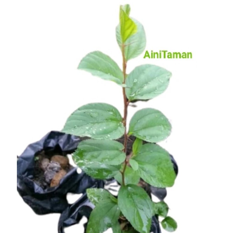 Bibit bidara arab sidr / bidara arab / tanaman herbal bidara arab / pohon bidara arab / bidara arab