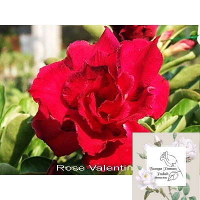 Tanaman bunga Adenium Flower Rose Valentine - Adenium Obesum Desert Rose - Bunga Taman Indah