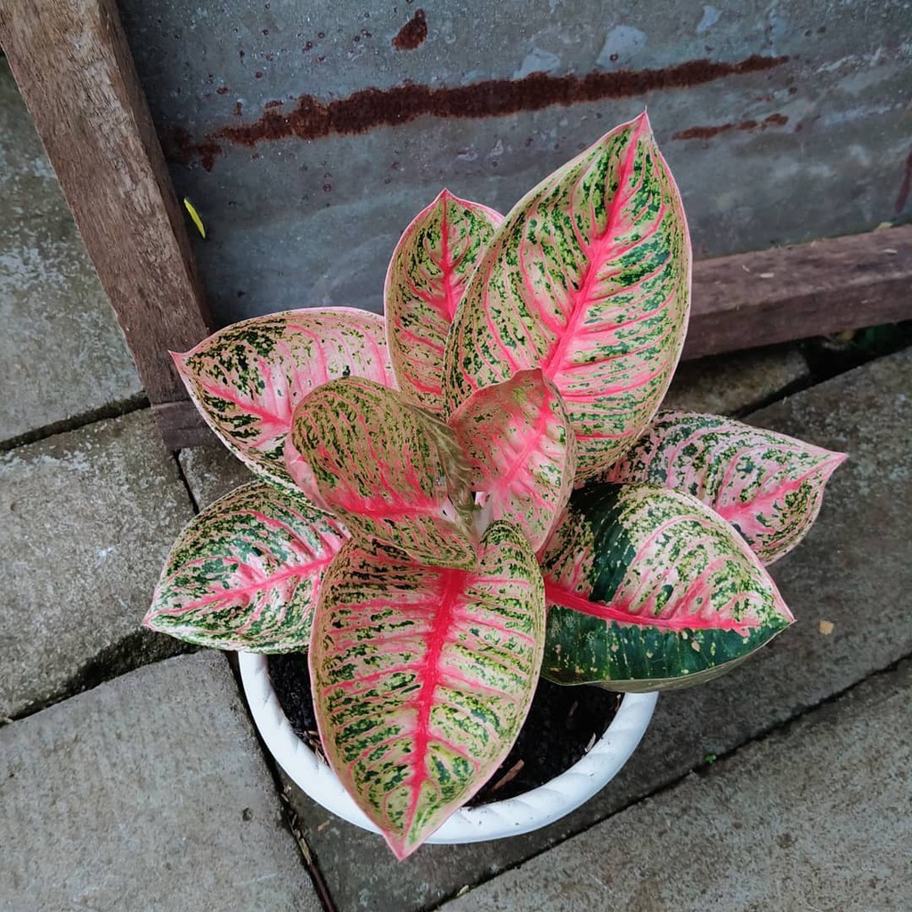 RARE  Bonggolan Aglonema Legacy Mangkok