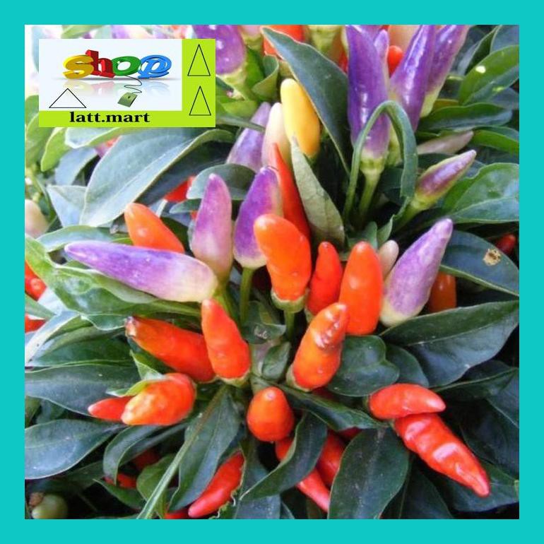 

Yu04Yts Bibit / Benih / Seeds Numex Easter Cabe Rainbow Unik Ornamental Pepper Yul0F40Ul