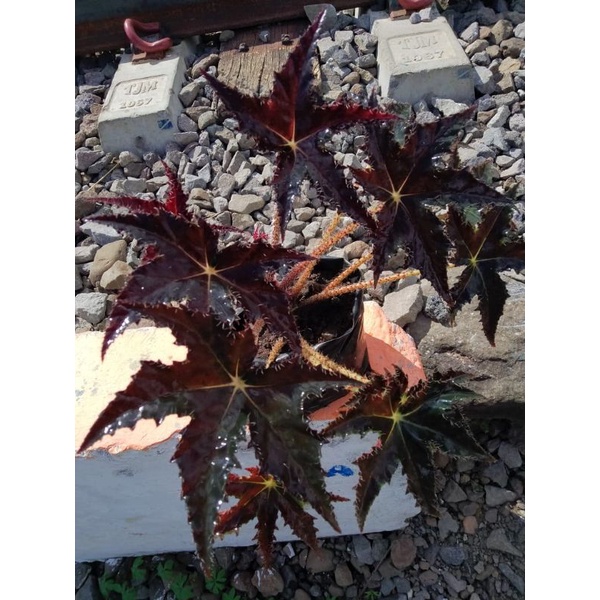 Begonia | Begonia Bintang Hitam | Begonia Jari Hitam