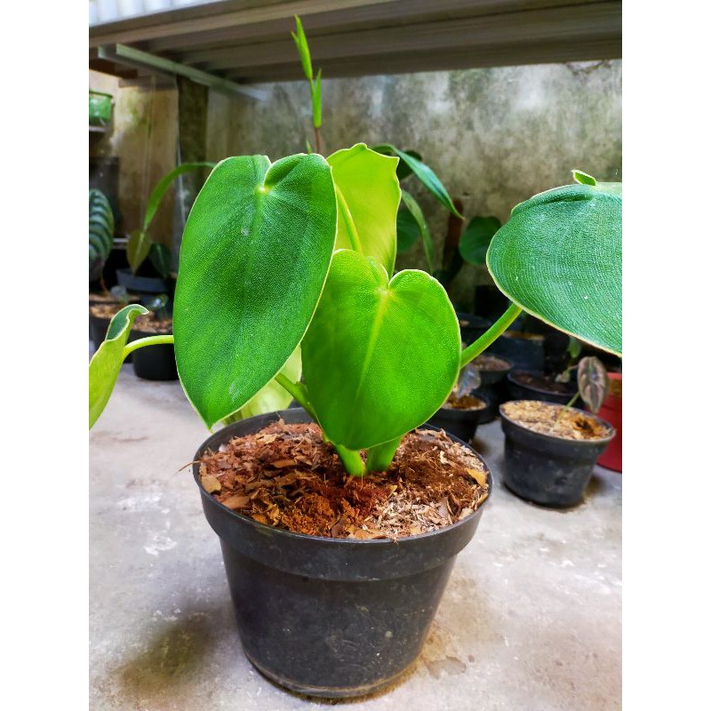 Tanaman phillodendron philo pig skin rugosum