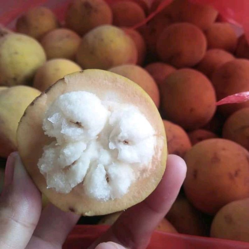 BUAH KECAPI MANIS SEGAR 2 kg