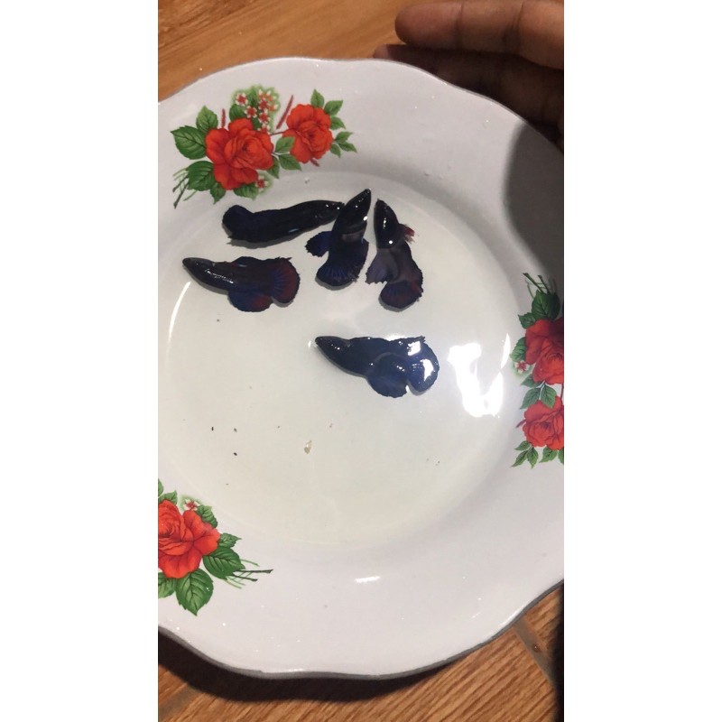 

Promo Akhir Tahun Betta / Cupang sidaging hitam pekat