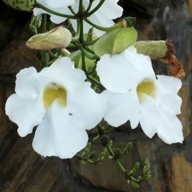 Bibit Tanaman Hias Thunbergia Putih/Tanaman Hias Rambat Thunbergia Putih