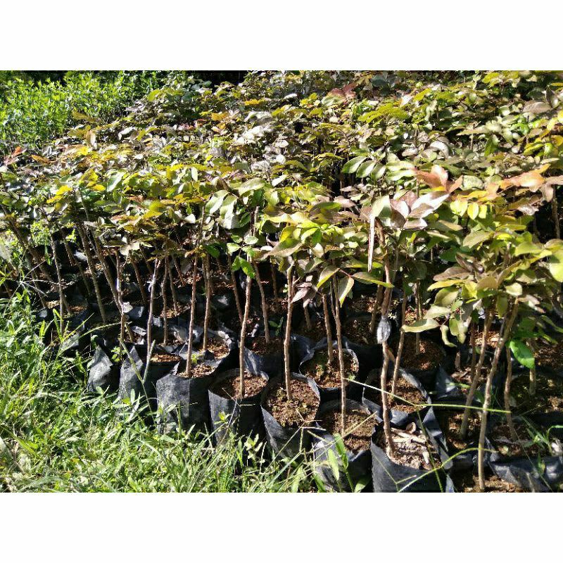 bibit kelengkeng Merah unggulan