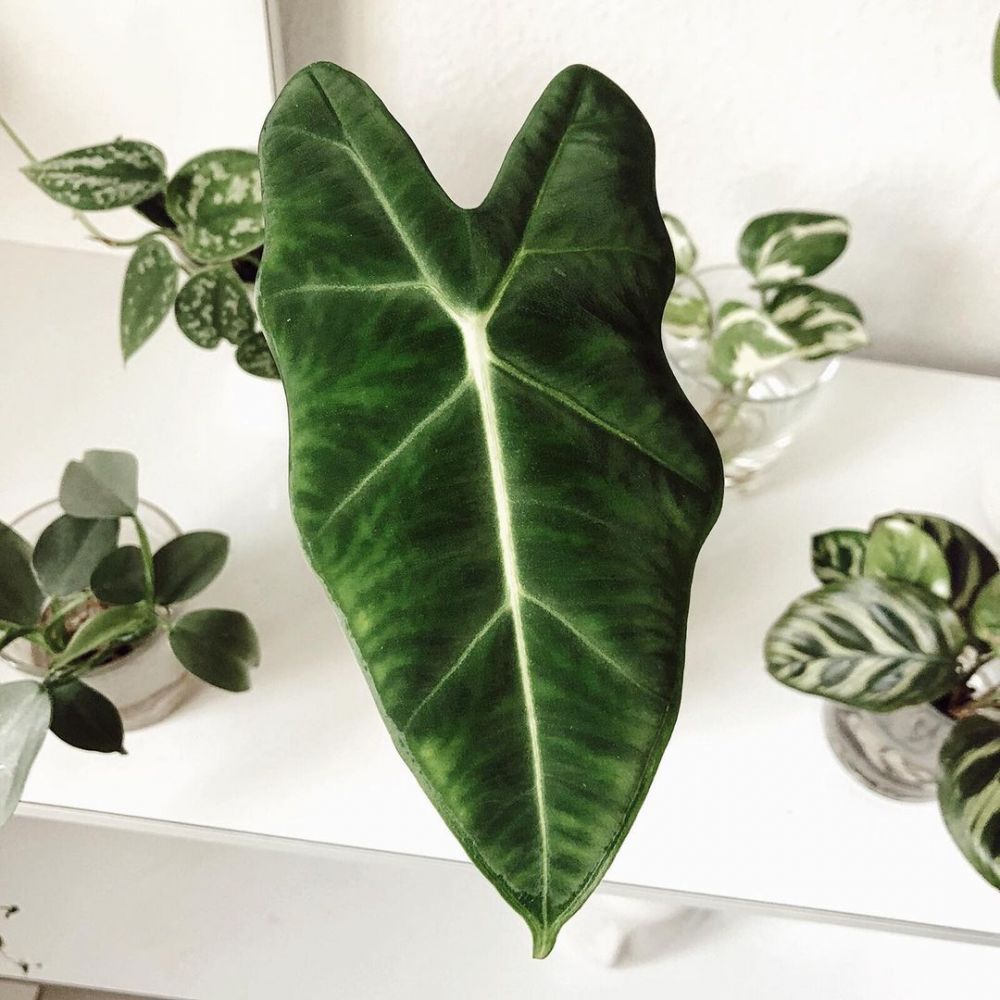 Tanaman Calladium Alocasia Zebrina Segar