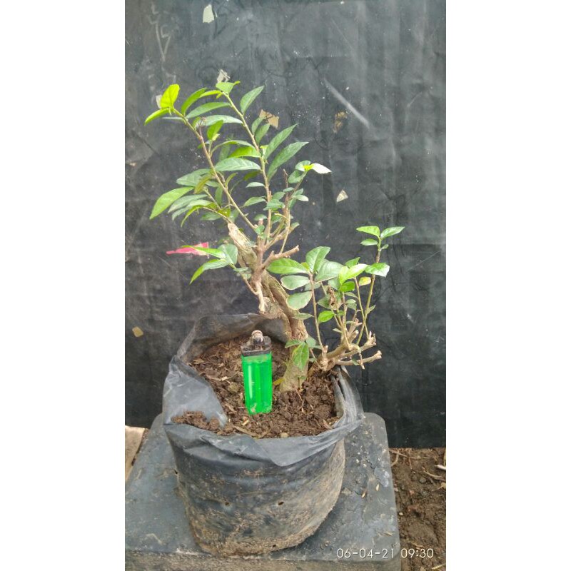 BAHAN MAME SERUT STREBLUS ASPER BAHAN BONSAI MAME