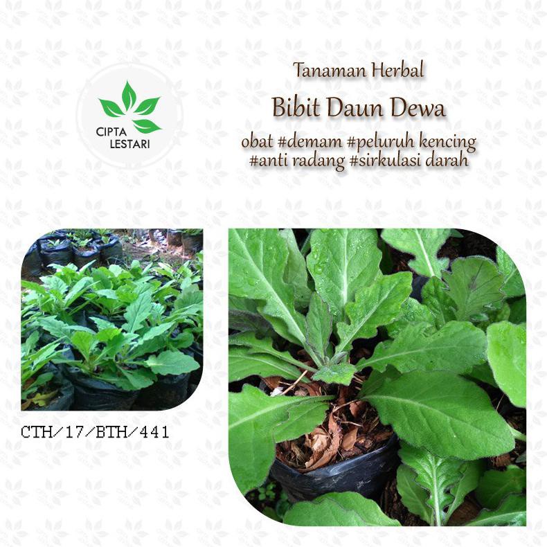 Bibit Tanaman Daun Dewa Pohon Daun Dewa Bibit Pohon Daun Dewa Cups
