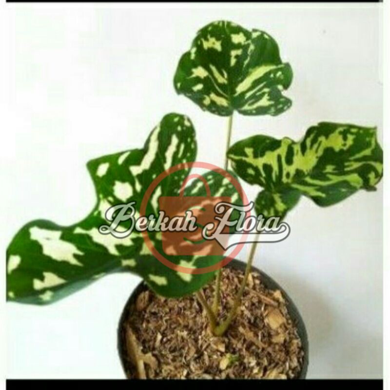 tanaman hias caladium abri/keladi abri/keladi army