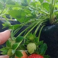 DIARY PETANI - Bibit Strawberry Mencir Premium