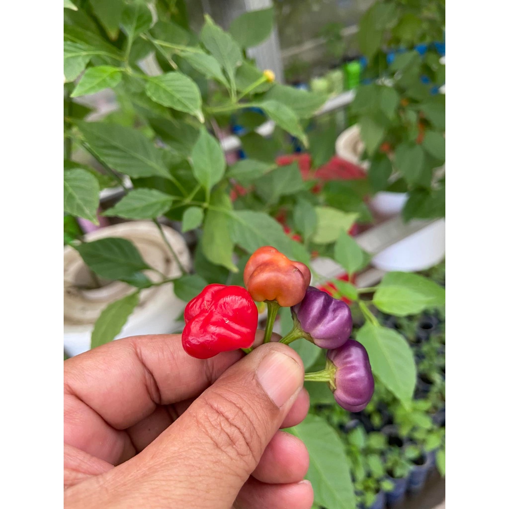 Benih Bibit Biji - Cabai Purple Pumpkin Cabe Labu Pelangi Rainbow Pepper Seeds