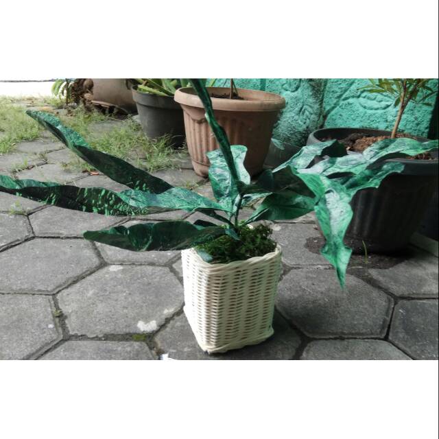 VAS BUNGA GELOMBANG CINTA