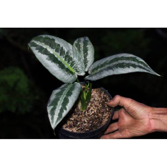 hamalomena tanaman hias hamalomena silver tanaman hias