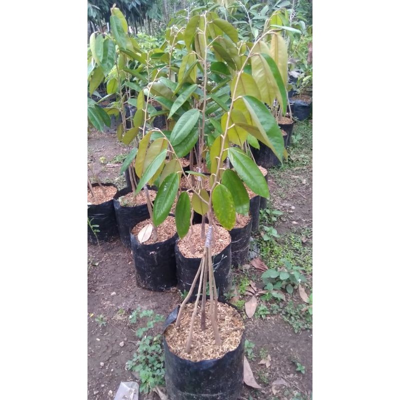 Bibit Durian Musang King kaki 5 (1meter UP)
