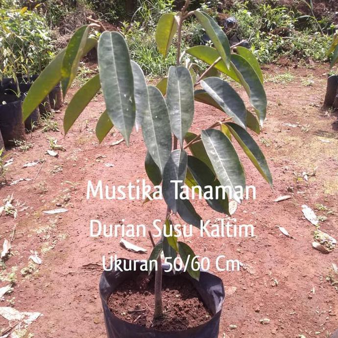 Jual Bibit Pohon Durian Susu Kaltim Tunggal 5060 Cm Durian Okulasi Indonesiashopee Indonesia 8859