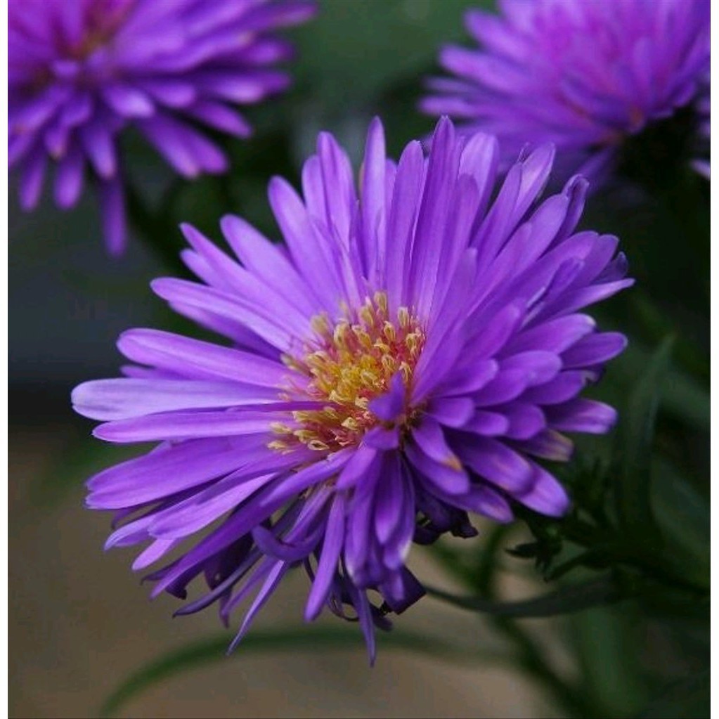 5BIJI BUNGA Aster Purple