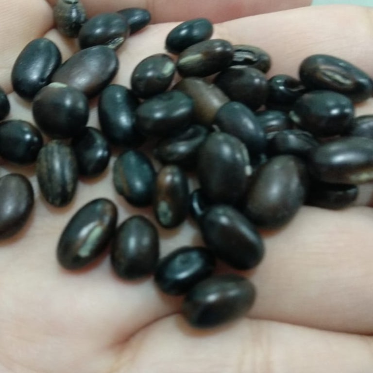 Jual Kacangan MB (Mucuna Bracteata) Kemasan 250 Gram