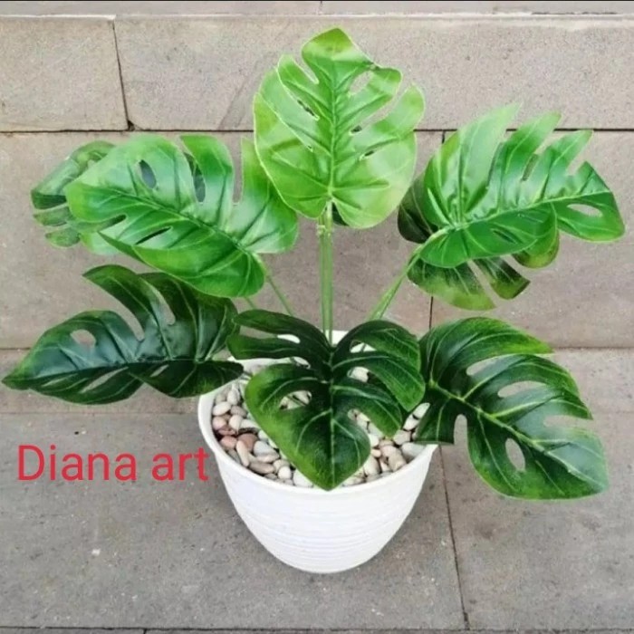 monstera latex termurah/monstera grup/monstera palsu