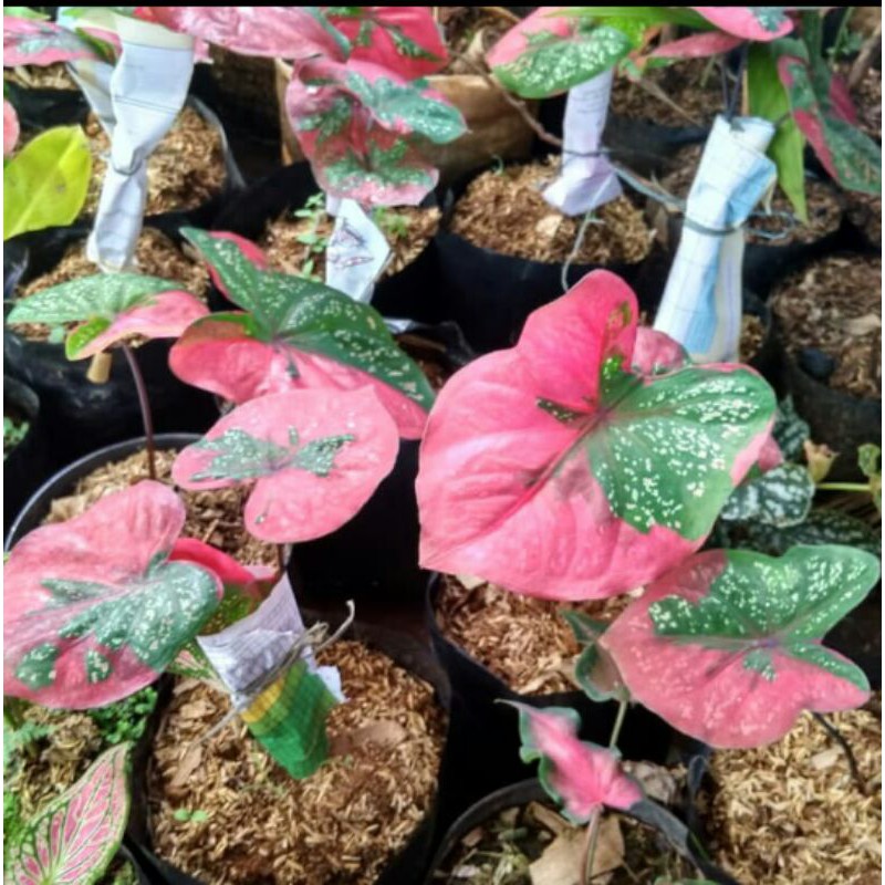 Tanaman hias keladi baret-keladi baret